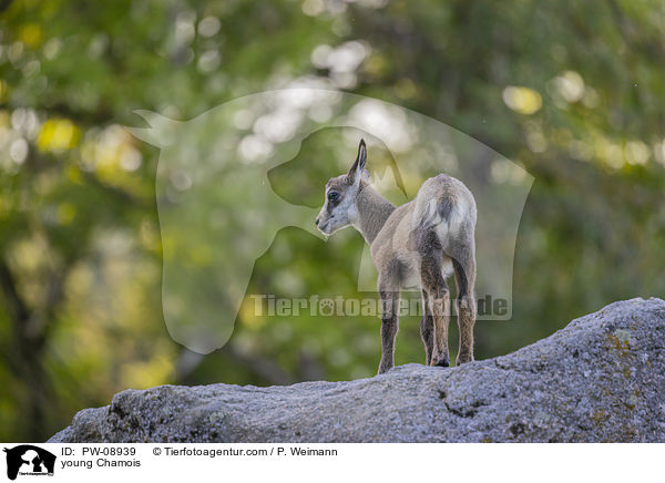 young Chamois / PW-08939