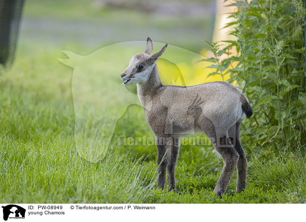 young Chamois / PW-08949