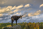 chamois