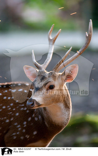 Axiswild / Axis deer / MAZ-02297