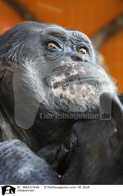 chimpanzee / MAZ-01646