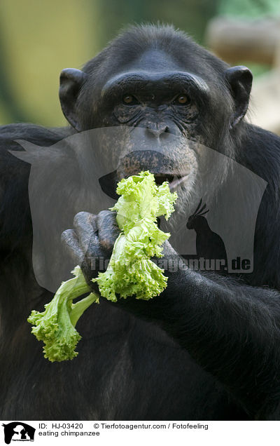 eating chimpanzee / HJ-03420