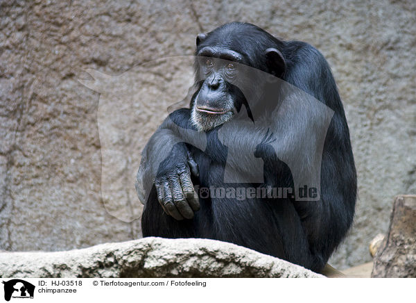 chimpanzee / HJ-03518