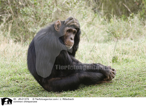 Schimpanse / common chimpanzee / JR-01379