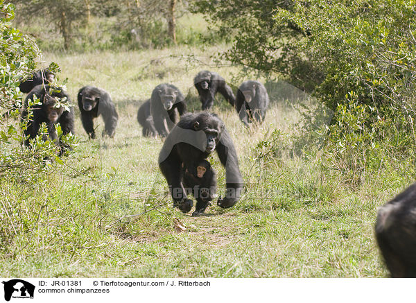 common chimpanzees / JR-01381