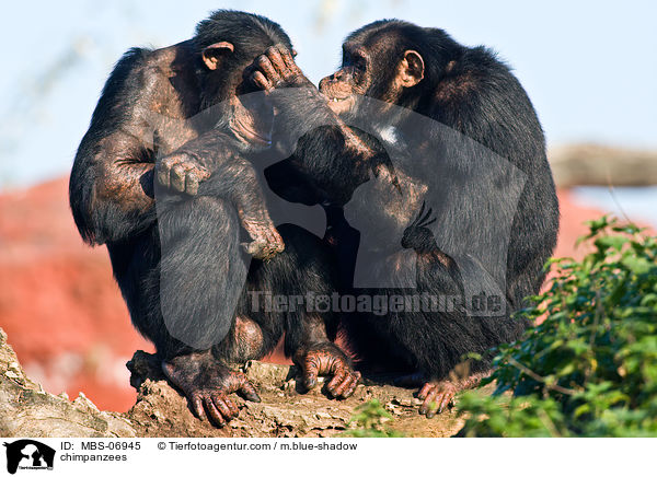 Schimpansen / chimpanzees / MBS-06945