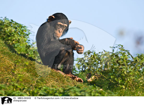 Schimpanse / chimpanzee / MBS-06948