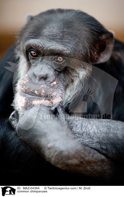 common chimpanzee / MAZ-04364