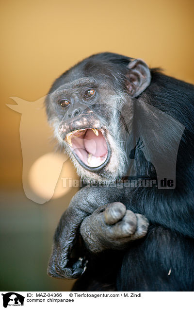 common chimpanzee / MAZ-04366