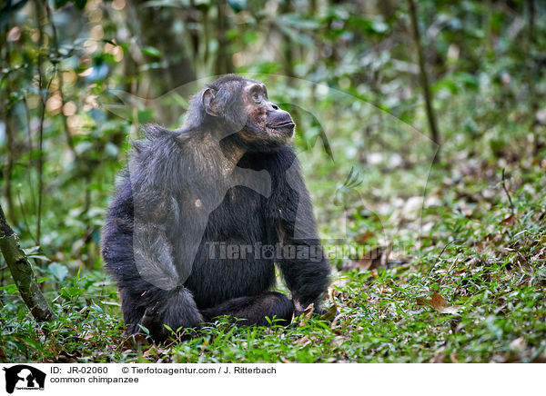 common chimpanzee / JR-02060