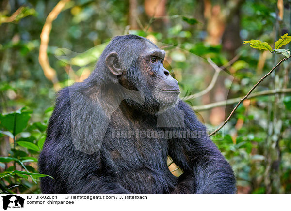 common chimpanzee / JR-02061