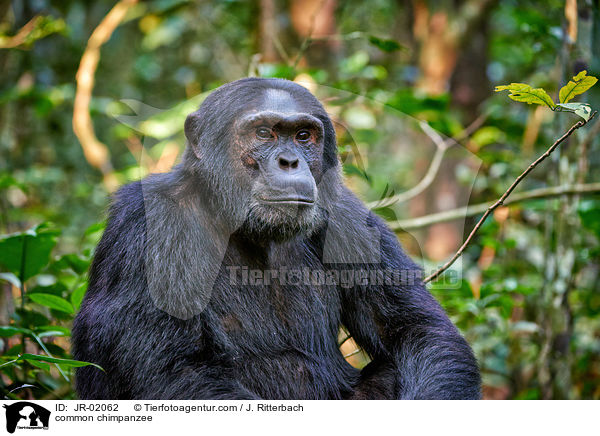common chimpanzee / JR-02062