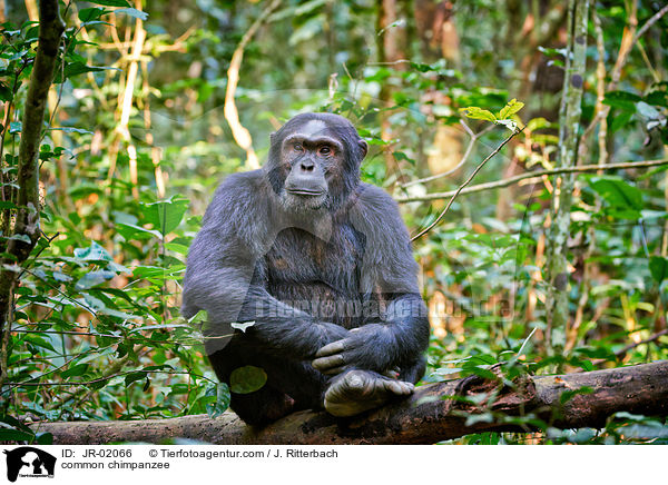 common chimpanzee / JR-02066