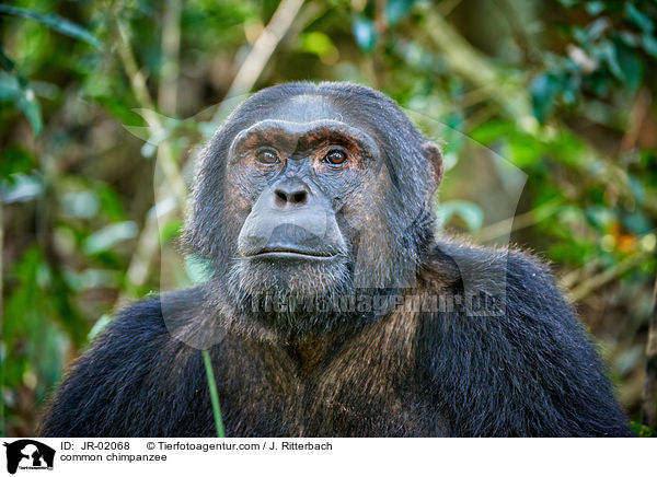 common chimpanzee / JR-02068