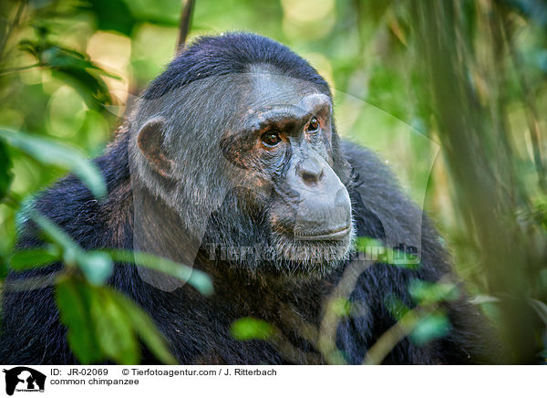 common chimpanzee / JR-02069