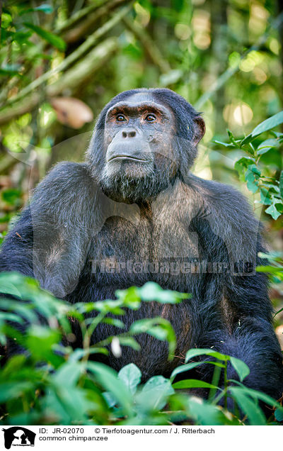 common chimpanzee / JR-02070