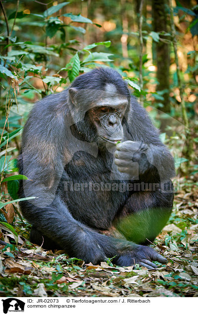 common chimpanzee / JR-02073