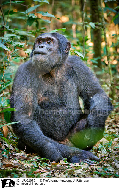 common chimpanzee / JR-02075