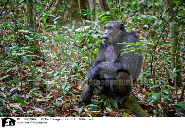 common chimpanzee / JR-02084