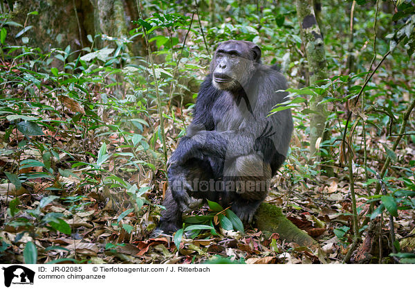 common chimpanzee / JR-02085