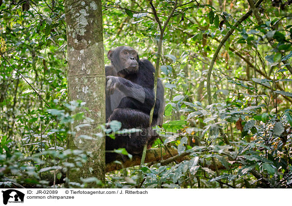 Schimpanse / common chimpanzee / JR-02089