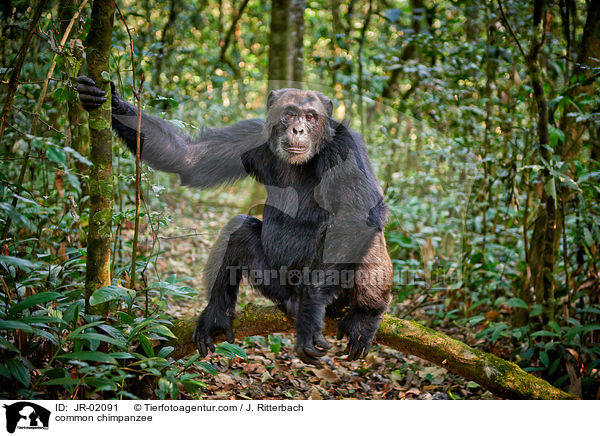 Schimpanse / common chimpanzee / JR-02091
