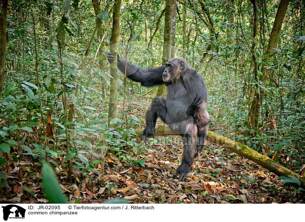 Schimpanse / common chimpanzee / JR-02095