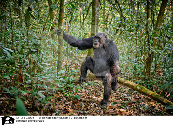 Schimpanse / common chimpanzee / JR-02096