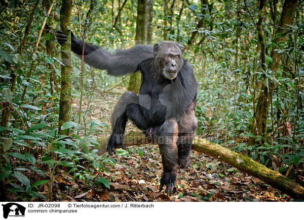 common chimpanzee / JR-02098