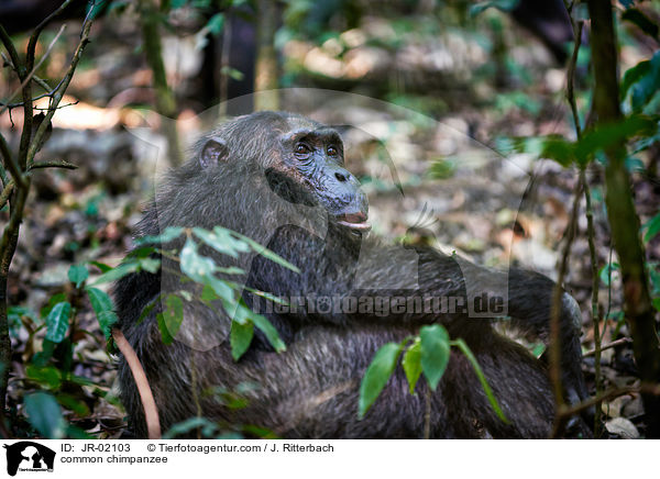 common chimpanzee / JR-02103