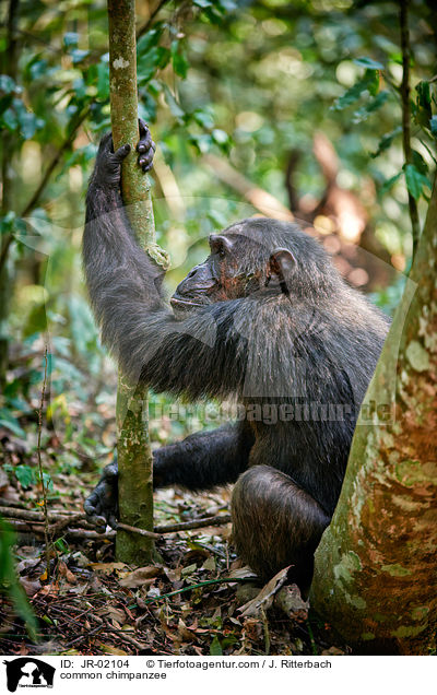 common chimpanzee / JR-02104