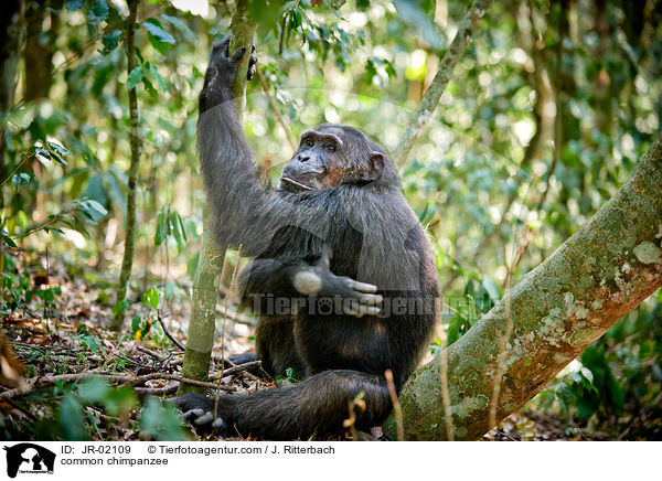common chimpanzee / JR-02109