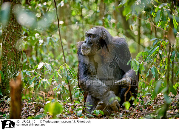 common chimpanzee / JR-02110