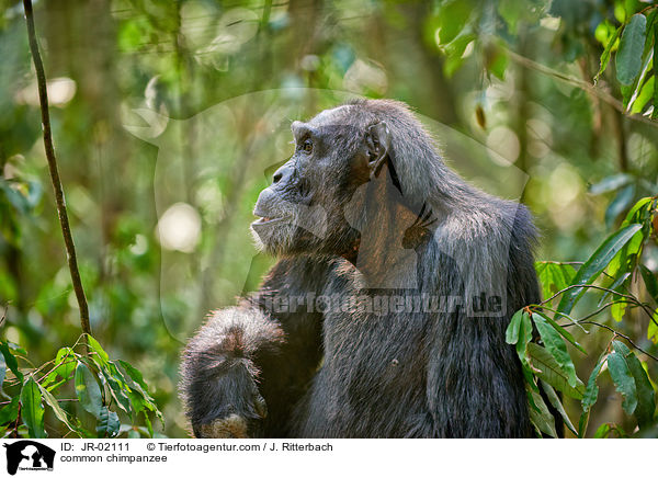 common chimpanzee / JR-02111