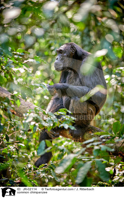 Schimpanse / common chimpanzee / JR-02114
