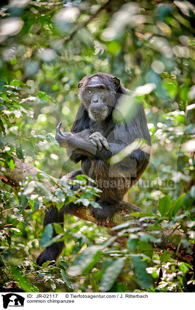 Schimpanse / common chimpanzee / JR-02117