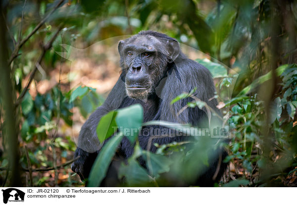 common chimpanzee / JR-02120