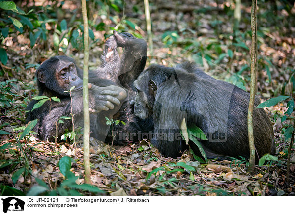 common chimpanzees / JR-02121