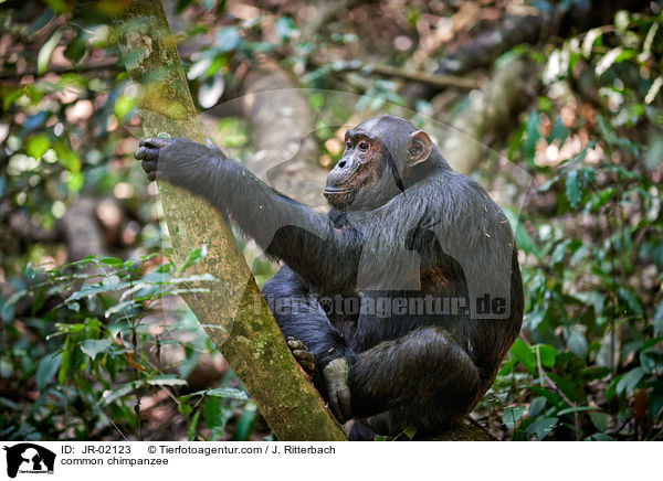 common chimpanzee / JR-02123