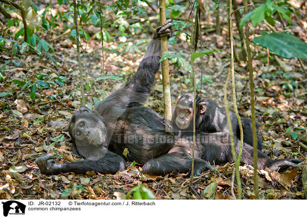 common chimpanzees / JR-02132