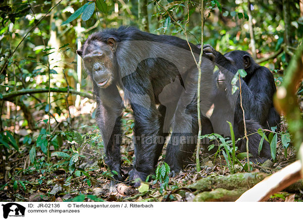 common chimpanzees / JR-02136