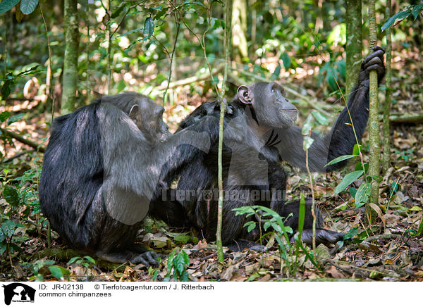 common chimpanzees / JR-02138