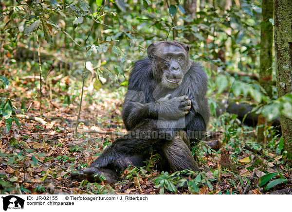 common chimpanzee / JR-02155