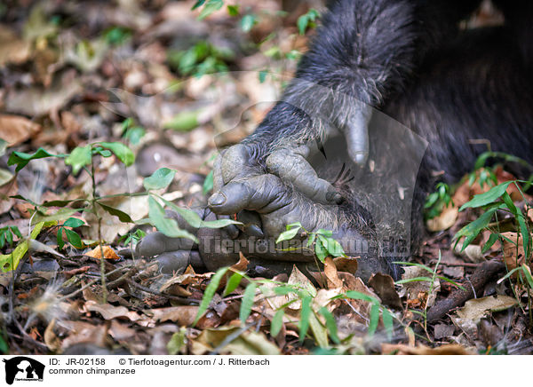 common chimpanzee / JR-02158