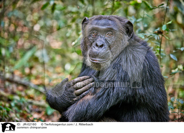 Schimpanse / common chimpanzee / JR-02160