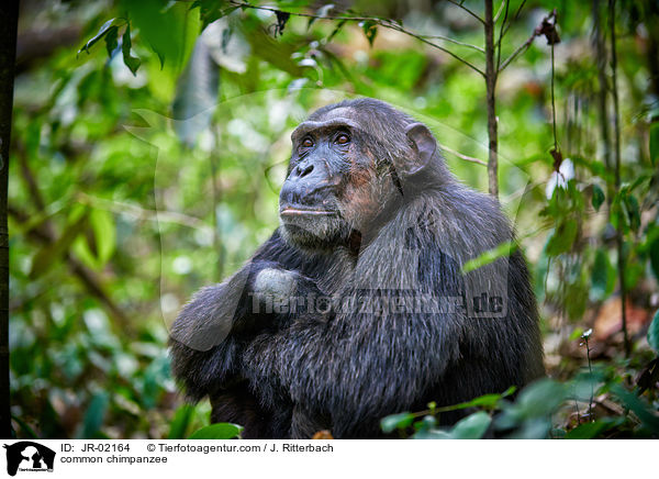 Schimpanse / common chimpanzee / JR-02164