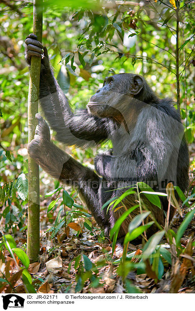 common chimpanzee / JR-02171