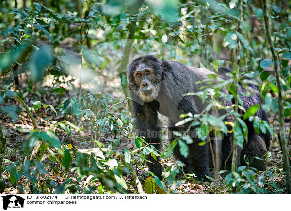 common chimpanzees / JR-02174