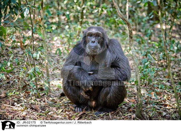 common chimpanzee / JR-02175