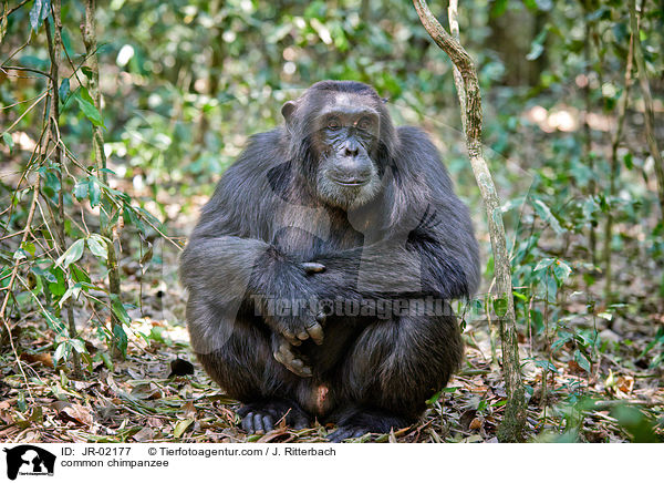 Schimpanse / common chimpanzee / JR-02177